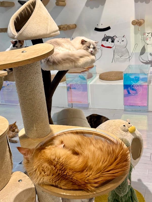 Up To You Cat Café