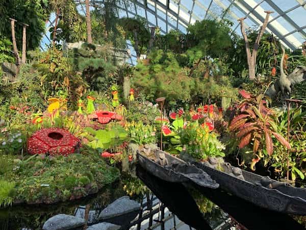 Cloud Forest