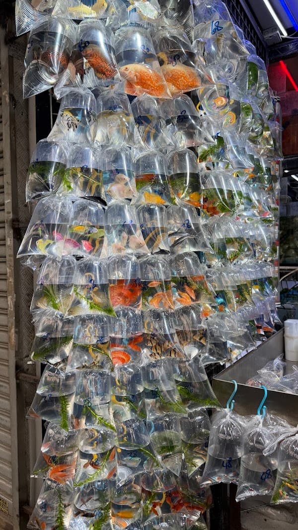 Goldfish Market (Tung Choi Street North)
