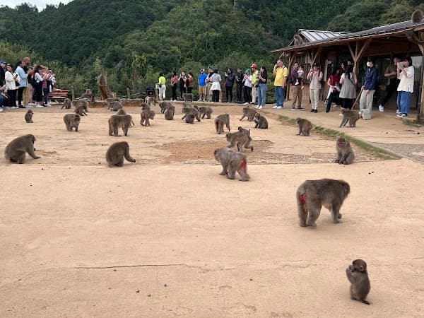 Arashiyama Monkey Park Iwatayama