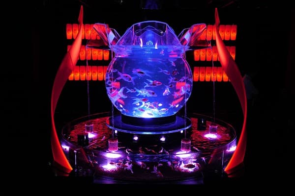Art Aquarium Museum
