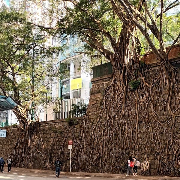 Forbes Street Wall Trees