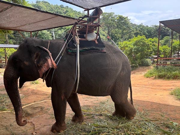 Seaview Elephant Escape